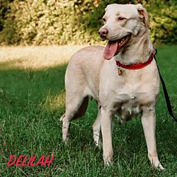 Thumbnail photo of Delilah #4
