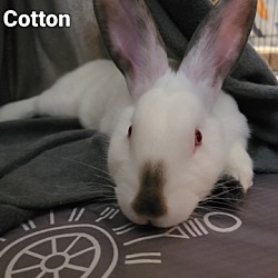 Thumbnail photo of Cotton #3