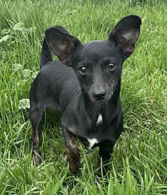 Twin Falls, ID - Chihuahua. Meet Ziggy a Pet for Adoption - AdoptaPet.com