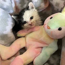 Thumbnail photo of Beanie - Adopted! #2
