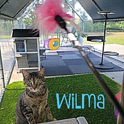 Thumbnail photo of Wilma #4