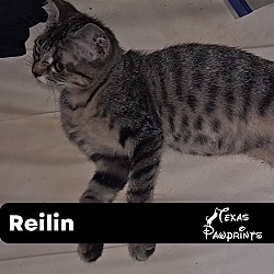 Photo of Reilin