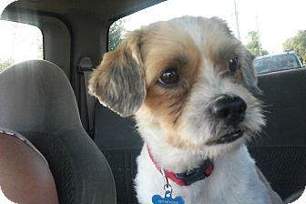 Oviedo Fl Jack Russell Terrier Meet Rascal A Pet For Adoption