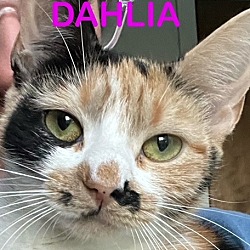 Photo of DAHLIA (Mom)