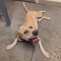 adopt a pet