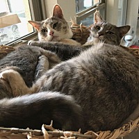 adopt a pet