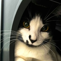 adopt-pet