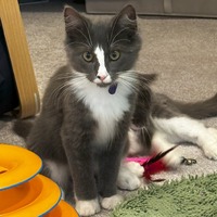 adopt a pet