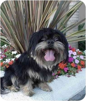 tzu shih tibetan spaniel mix adoption whisky pet angeles los