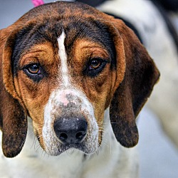 Thumbnail photo of Elvis Houndly #1