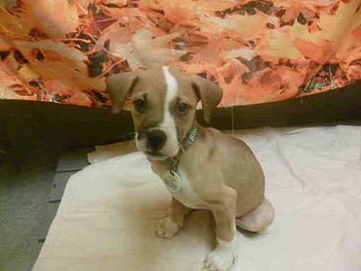 Bowie Md Boxer Meet Adopted Poppy A Pet For Adoption