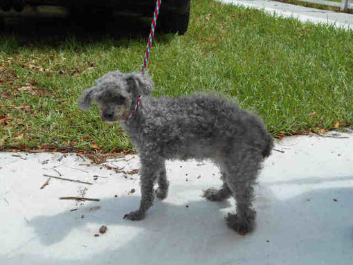 Doral Fl Poodle Miniature Meet Dasiy A Pet For Adoption