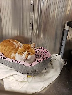 Adopt A Pet Petsmart Charities