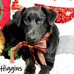Thumbnail photo of Higgins ~ meet me! #4