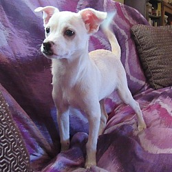 Thumbnail photo of Marshmallow- adopted 9-18-21! #4
