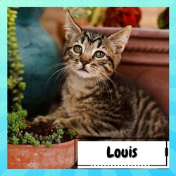 Photo of Louis