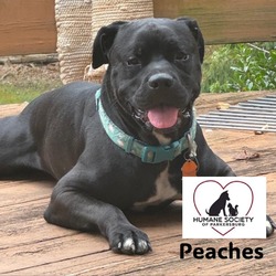 Thumbnail photo of Peaches #3