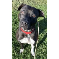 adopt-pet