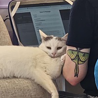 adopt a pet