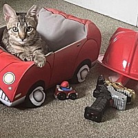 adopt a pet