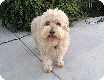 mini poodle terrier mix