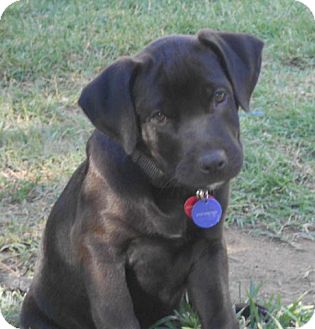 black lab puppies for adoption