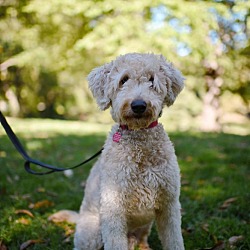 Wally, Poodle (Standard) Wheaten Terrier