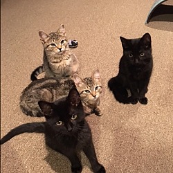 Thumbnail photo of 5 kittens #3