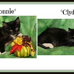 Thumbnail photo of Bonnie & Clyde (Spay/Neuter) #1