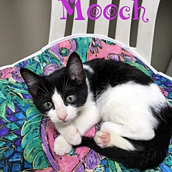 Thumbnail photo of Mooch #1