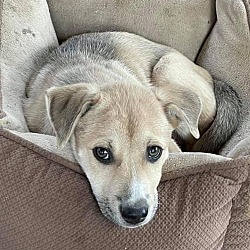 Charming Pet Rescue Ct In Hartford Connecticut