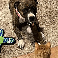 adopt a pet