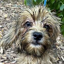 Thumbnail photo of Shorkie Charlie #1