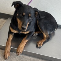 adopt-pet