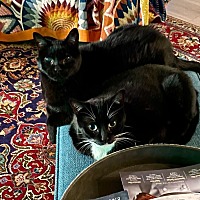 adopt-pet