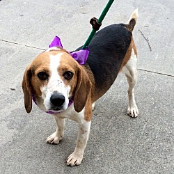 Thumbnail photo of Beagle Boy-Special Needs #3