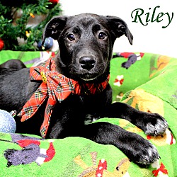 Thumbnail photo of Riley ~ meet me! #1