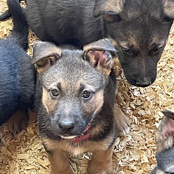 Thumbnail photo of German Shepherd PUPPIES! #1
