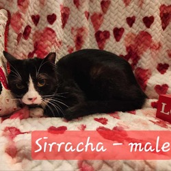 Photo of Sirracha