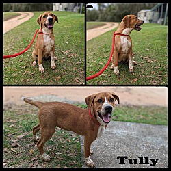 Thumbnail photo of Tully #3