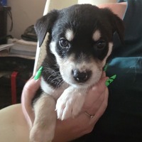 adopt-pet