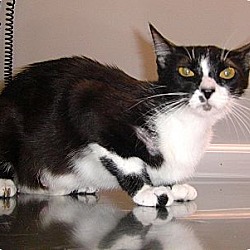 Thumbnail photo of Candace -Special Adoption Rate #2