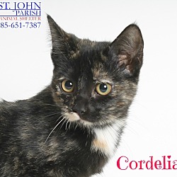 Thumbnail photo of Cordelia #1