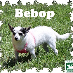 Thumbnail photo of Bebop #1