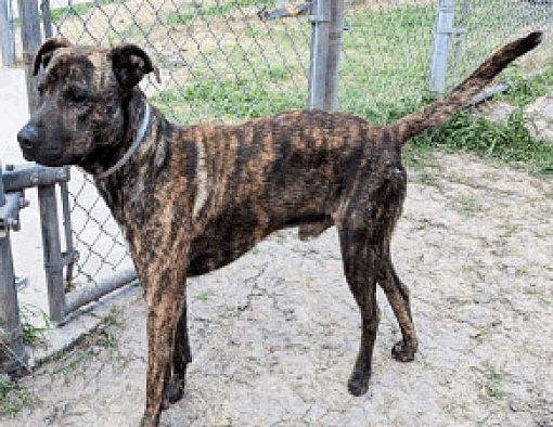 Littleton CO Plott Hound Greyhound. Meet HARRISON a Pet for