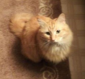 Lexington Ky Maine Coon Meet Nala A Pet For Adoption Adoptapet Com