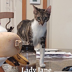 Thumbnail photo of Lady Jane #2