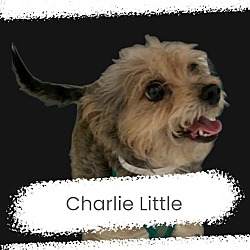 Photo of Charlie Little