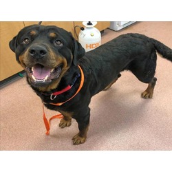 Photo of ODIN