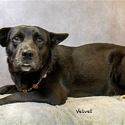 Thumbnail photo of Velvet #3